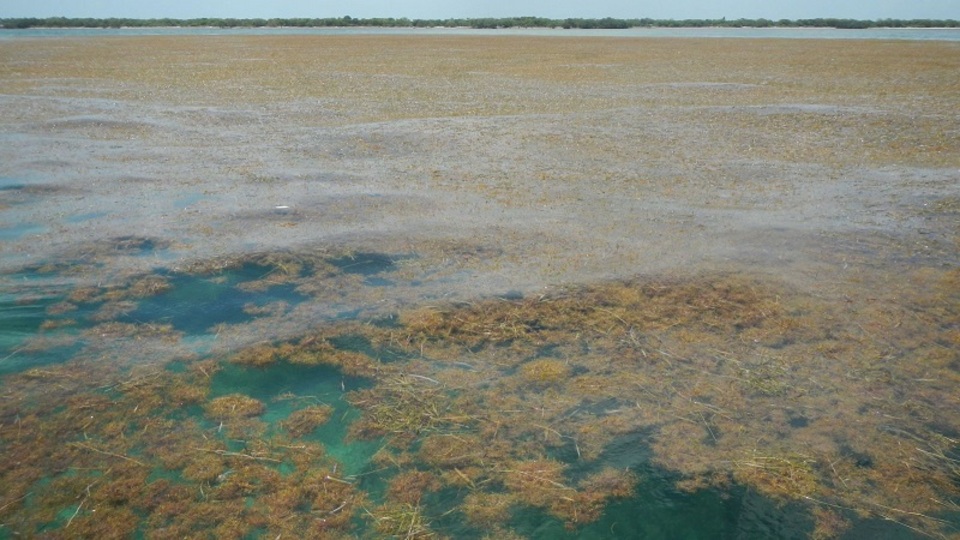 190710seaweed