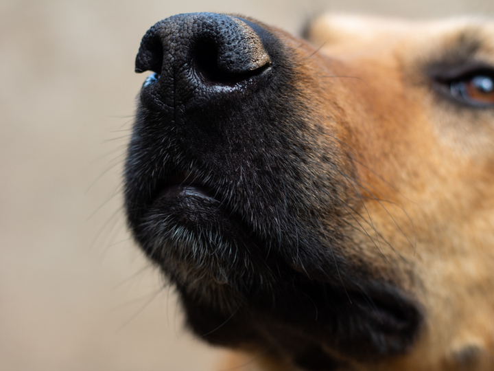 190717_dog_nose