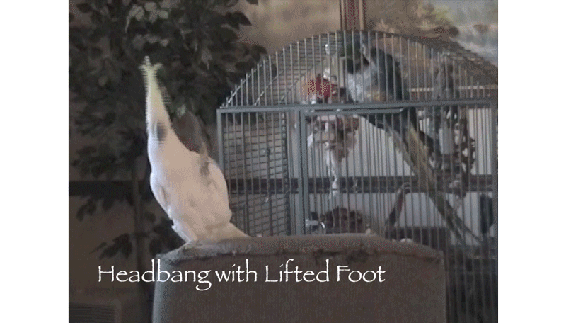 headbanging-parrot