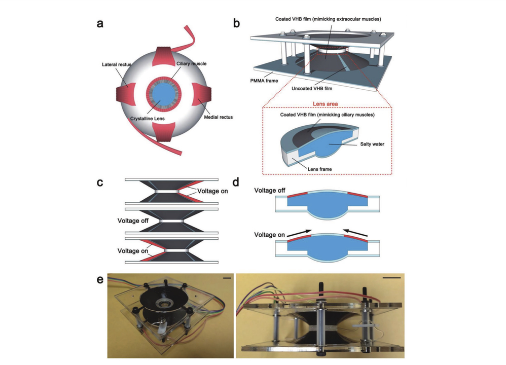 190805_biomimetic_soft_lens_eog_2