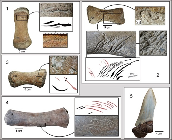 190825whales_fossils_sharks