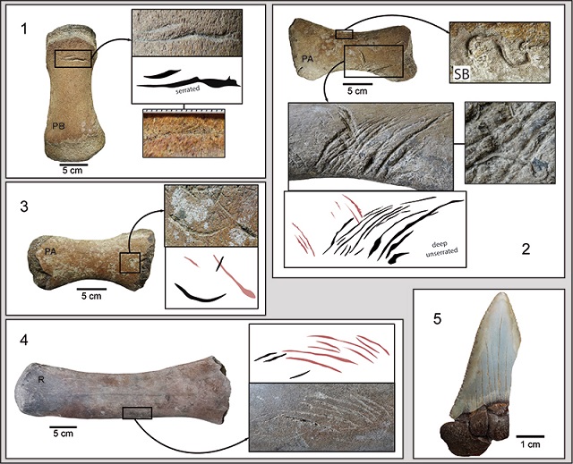 190825whales_fossils_sharks