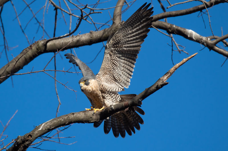 190926bird2