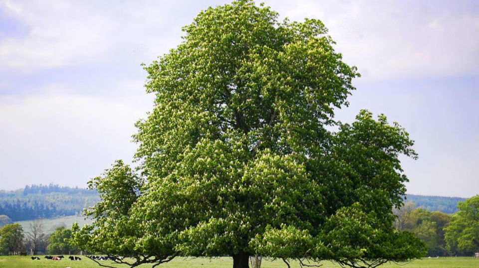 191002tree