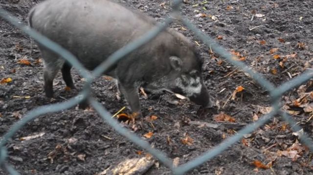イノシシが道具を使っている姿、確認される