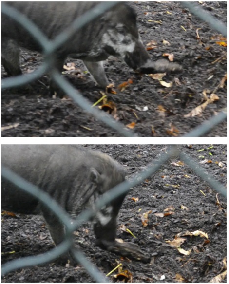 191014pig3