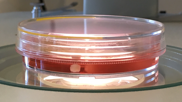 人間とサルの違いをミニチュア脳で検証!細胞から育ててみてわかったこと