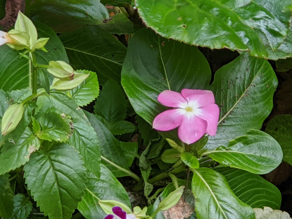 191021pixel4zoom_12