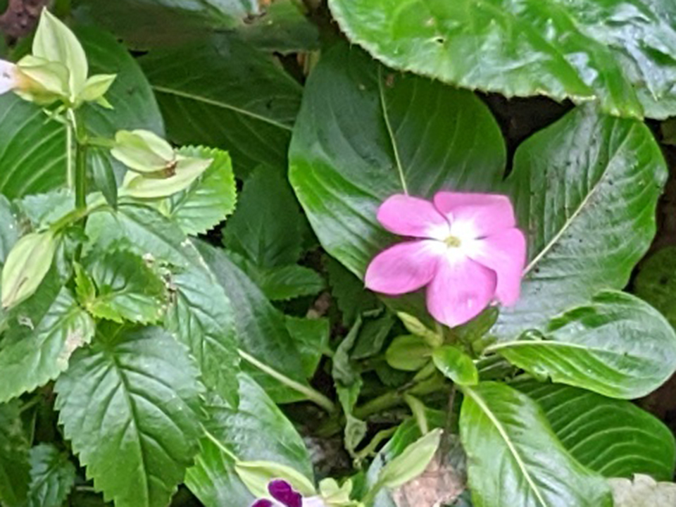 191021pixel4zoom_13