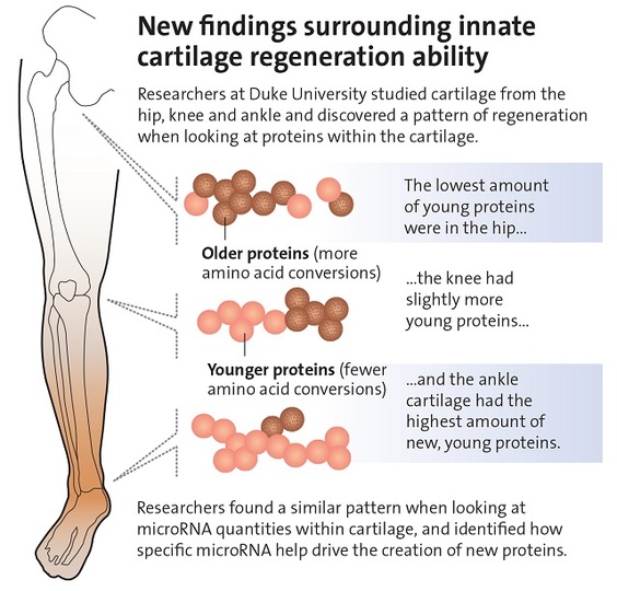 191028cartilage_research