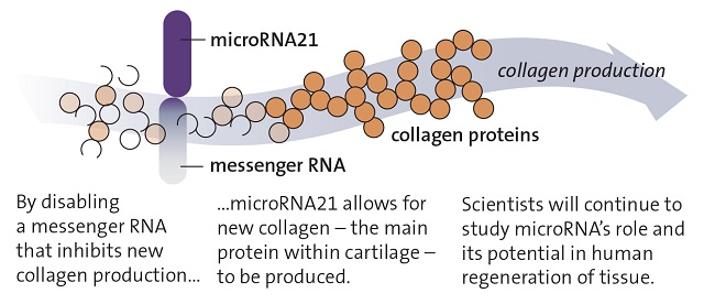 191028microRNA21