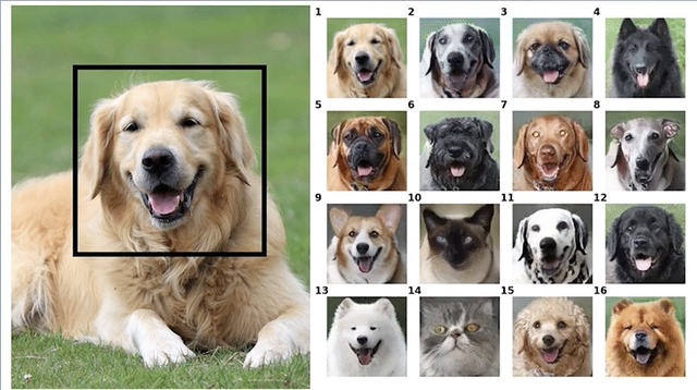 あなたの犬、違う犬種だったらこんな感じ。Nvidiaの新しいAI｢GANimals｣