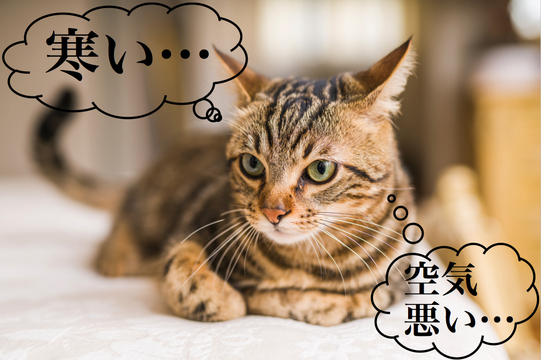 「部屋の状態」が分かれば心配事はぐっと減る。「ネコリコホームプラス」でおうちを見える化