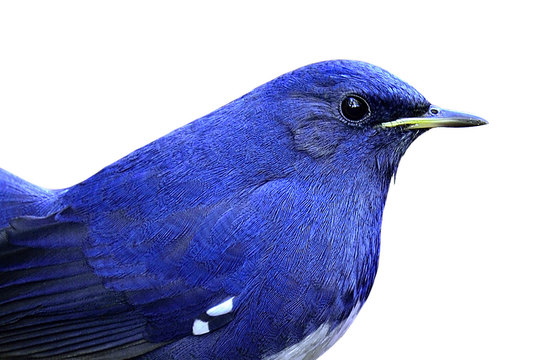 Twitterの写真がめっちゃ高解像度になりました