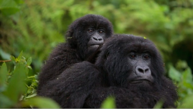 保護活動の成果アリ。絶滅危惧種のマウンテンゴリラが、また少しずつ増えてきた！