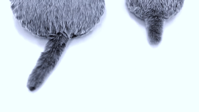 しっぽふりふりクッションにプチ版が出ましたよ? #CES2020