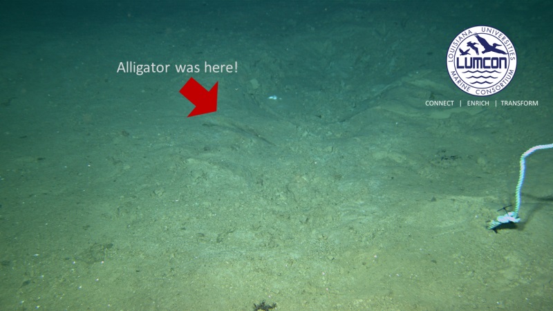 200118Aligator5