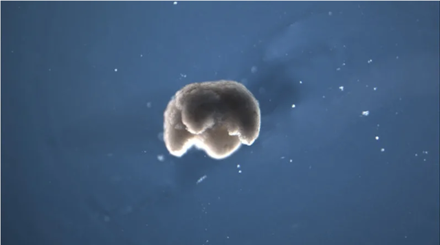 ほぼ人工生物。生物学的材料でできた小さなロボット｢xenobot｣