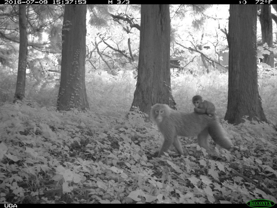 20200120_Fukushima'sExclusionZoneIsBeingOvertakenbyWildAnimals_03_macaques