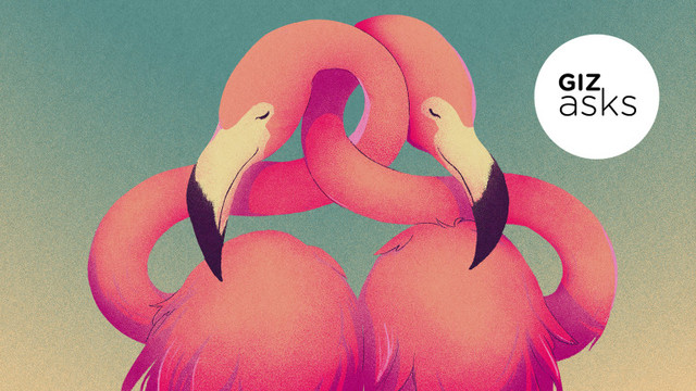 動物界の不倫事情…もっとも浮気しない生き物は、アヒルっぽい。引き離されると落胆する