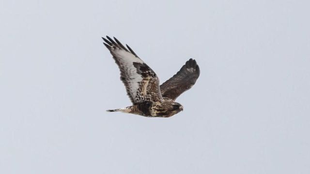 素粒子物理学者とバードウォッチングしてきた