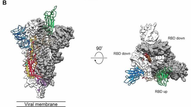 打倒新型コロナウイルス。原子レベルの姿から弱点を探せ