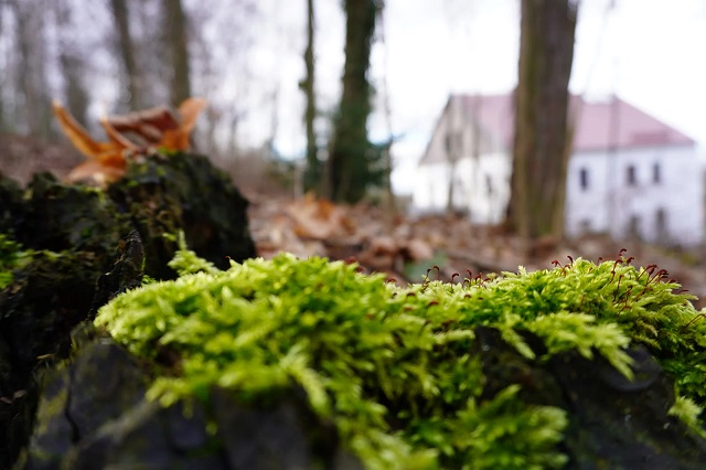 20200305SONYa6100_dynamic_range_moss