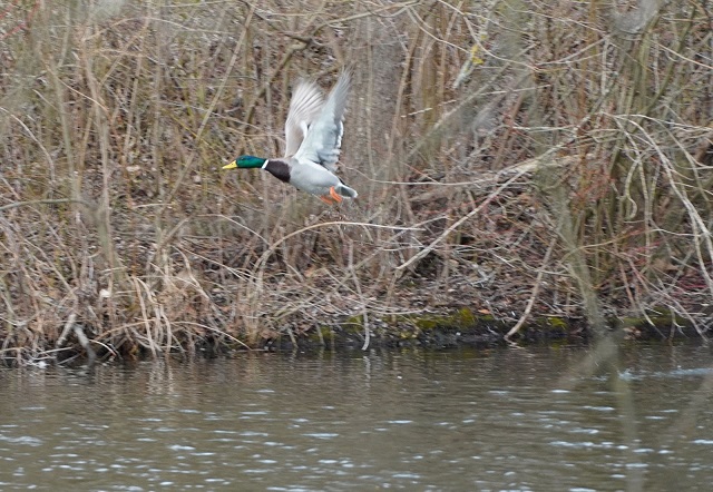 20200305SONYa6100_burst_duck