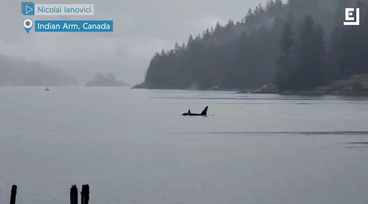 HowWeCanLiveWithWildlifeAfterCoronavirusPasses_06_Orcas