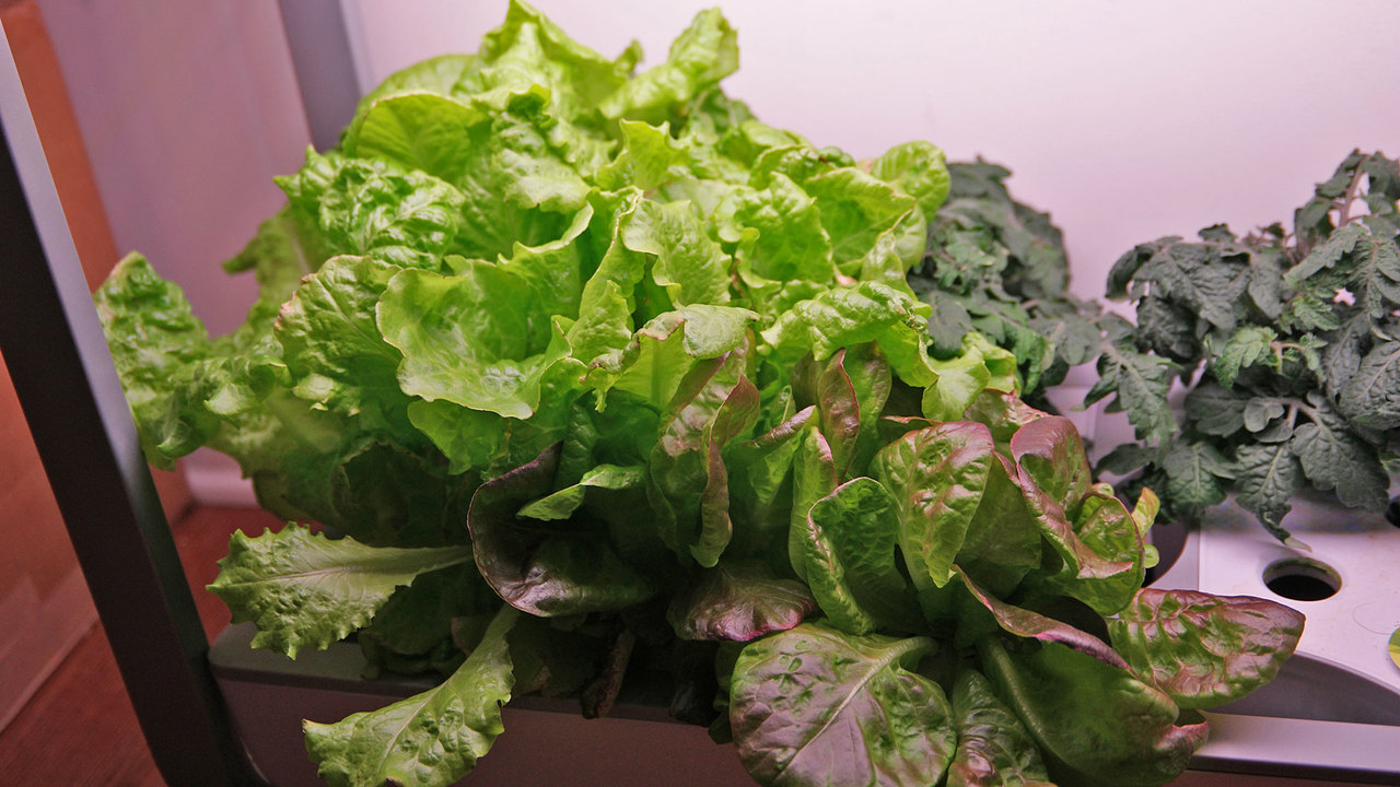 200423IndoorFarm14