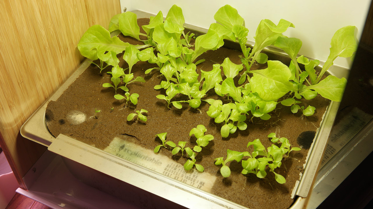 200423IndoorFarm6