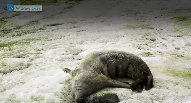 気候変動で緑色に変わった南極大陸の雪が、温暖化を加速させるかも