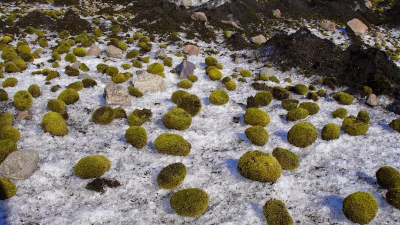 2020-05-26_SayHelloto'GlacierMice,'aHerdofMysteriousMovingMossBalls_02_Glaciremice