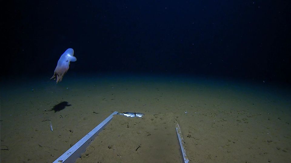 2020-06-01_ScientistsCapturedNewFootageoftheDeepest-LivingOctopus_02