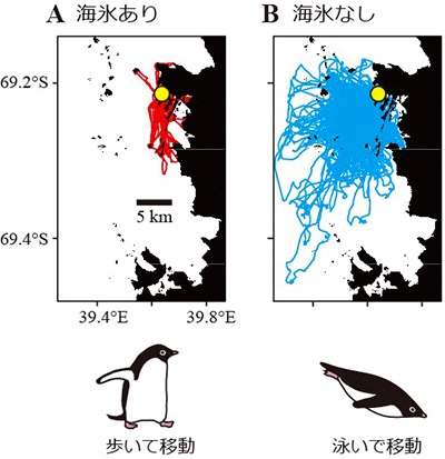 2020-06-25_AtLeastSomePenguinsBenefitedFromRecordAntarcticSeaIceLoss_02_walk-swim-comparison-from-study