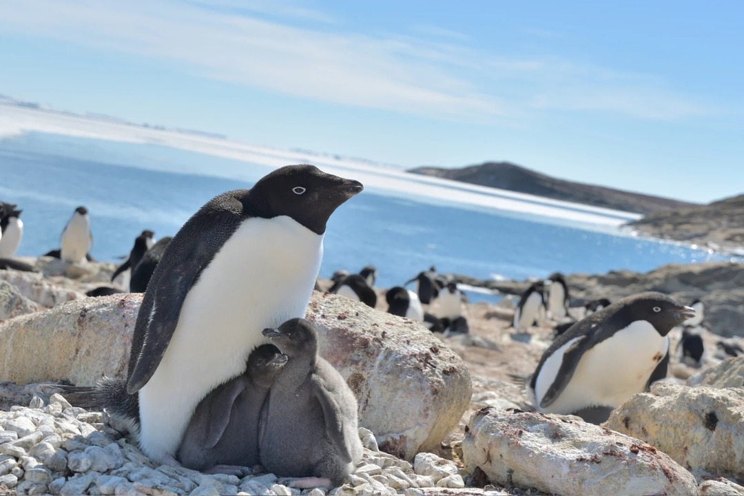 2020-06-25_AtLeastSomePenguinsBenefitedFromRecordAntarcticSeaIceLoss_03
