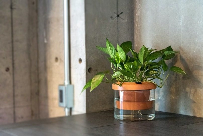 観葉植物デビューにおすすめ 自動給水付きプランターのキャンペーンが終了間近 Ameba News アメーバニュース