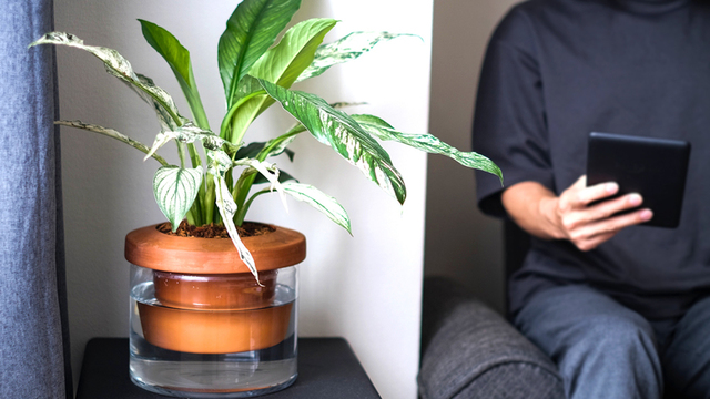 初心者でも安心！自動給水してくれる｢Terra Cotcha｣なら手軽に観葉植物を育てられるよ