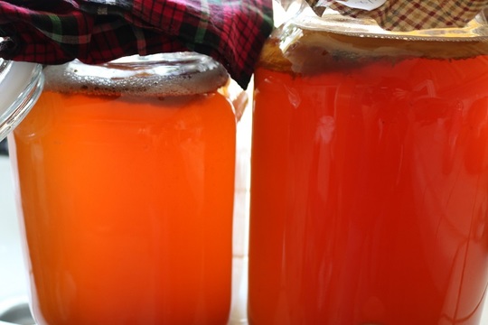 噂の菌ケア炭酸飲料を安く生で無尽蔵に 生コンブチャの作り方 ギズモード ジャパン