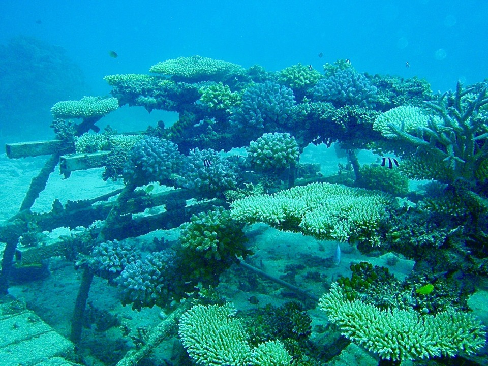 200903_sango_3.jpg