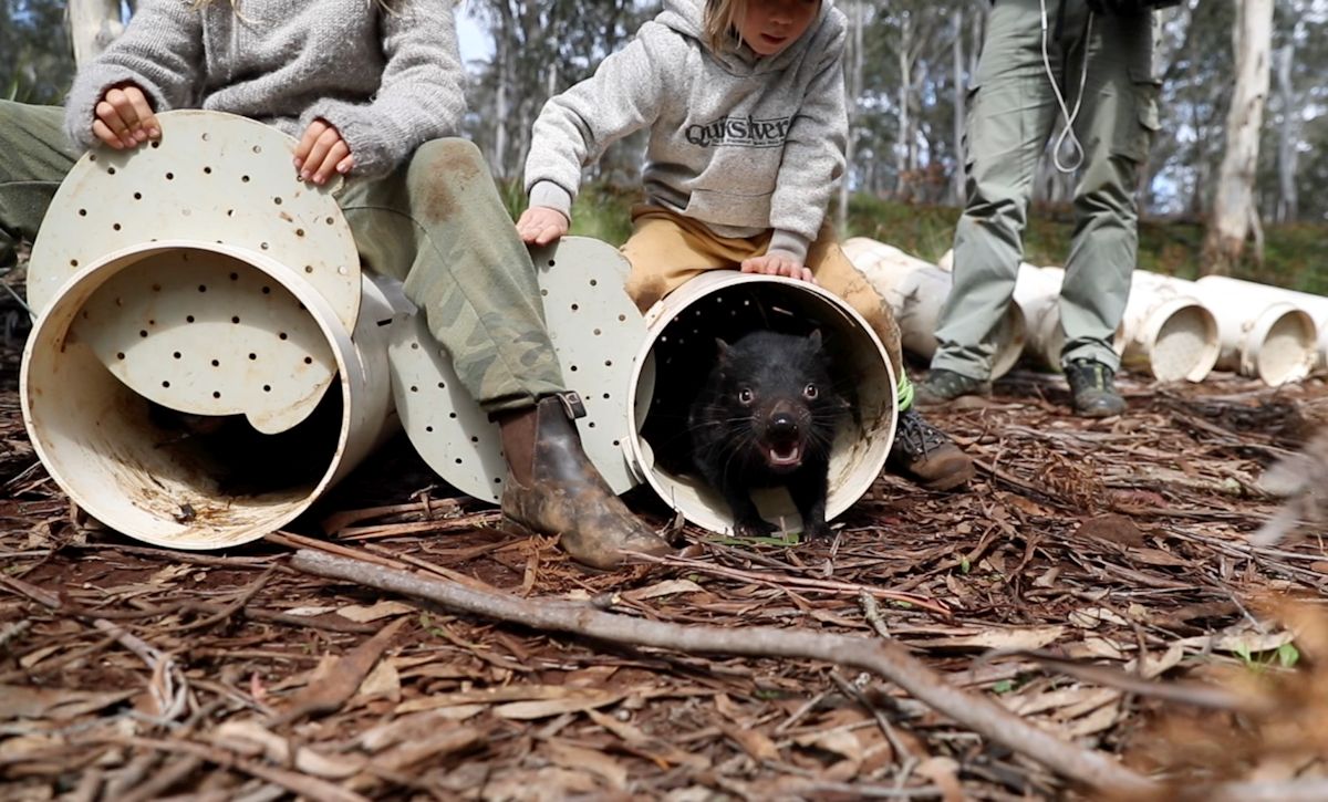 tasmanian-devils02