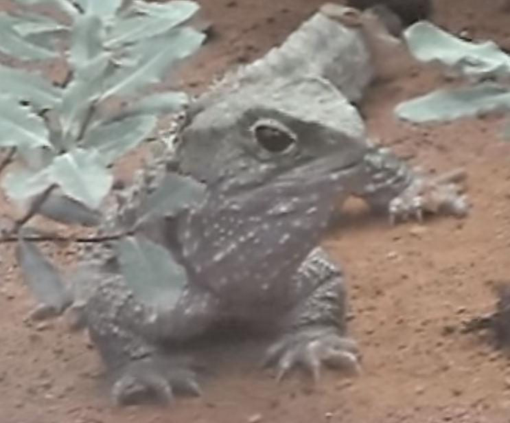 20201021Tuatara