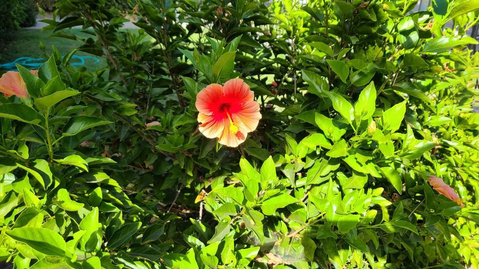 201028_iphone12rev20