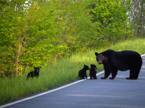 【テックと動物の共存】ユタ州のハイウェイ上の動物専用橋。行き交う車の上を野生のクマが闊歩してて胸熱