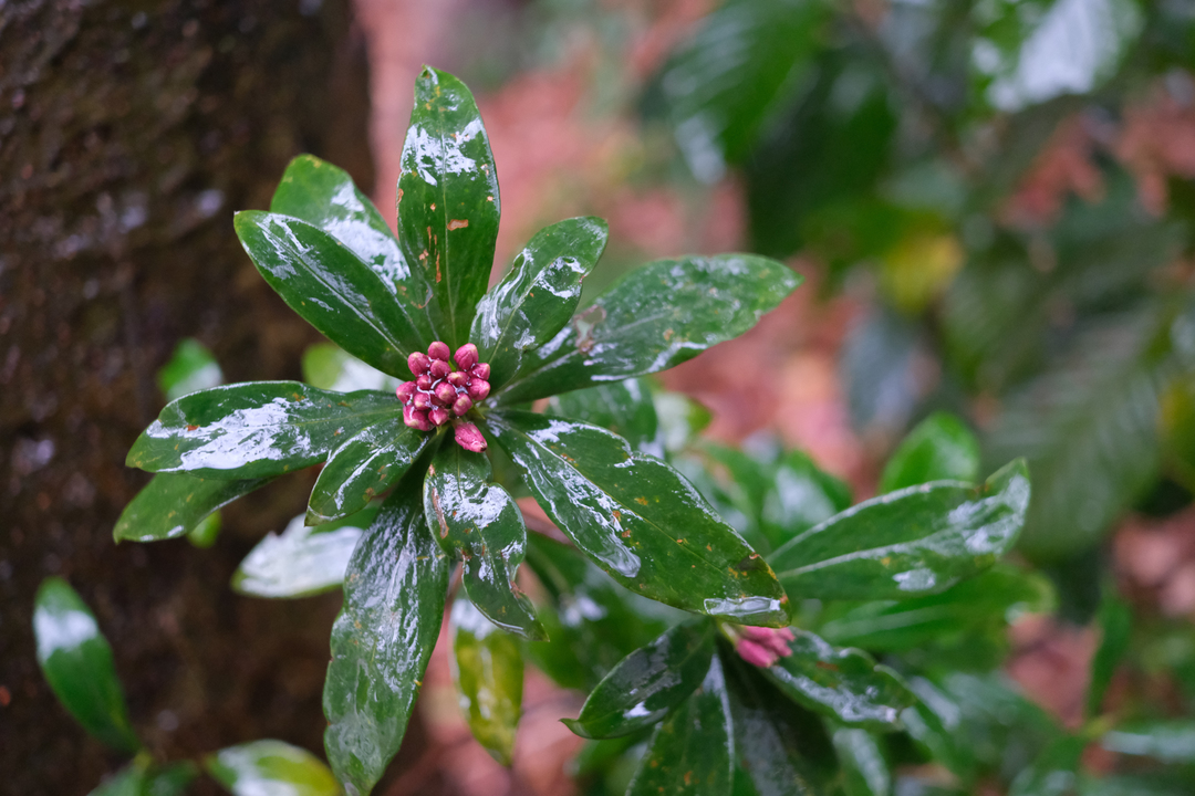 210124fujifilmxe4_sakurei5