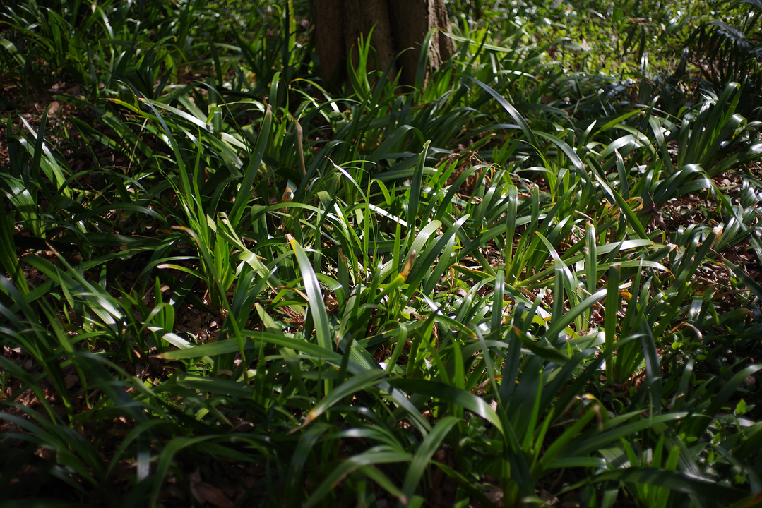 IMGP0010