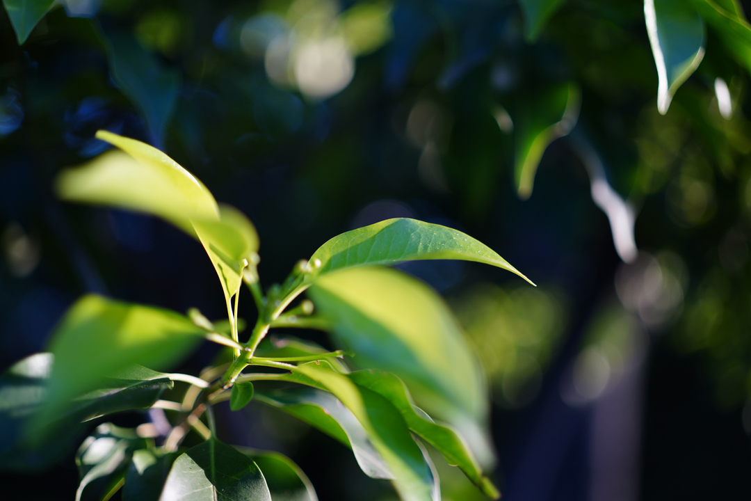 210423sonylens_07