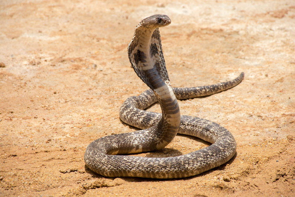 shutterstock_616080827