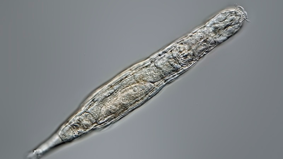 ギズモード・ジャパンのニュース記事「2万4000年のあいだ永久凍土で眠っていた生物が目覚める」の画像