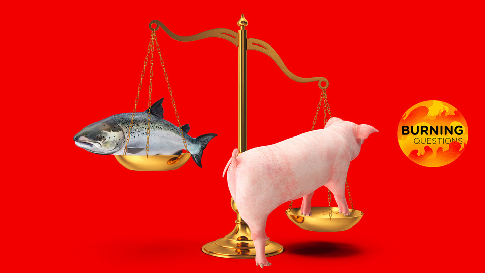 ギズモード・ジャパンのニュース記事「肉と魚、環境によいのはどっち？」の画像